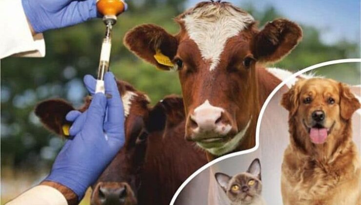 “Sağlık Sistemi Veteriner Hekimsiz Eksiktir”