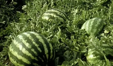 Tarım ÜFE’de yıllık artış yüzde 36,09’a ulaştı