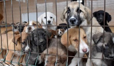 Kütahya’da ‘Sahte Sahiplendirme’ ile Köpekler Geri Salınıyor