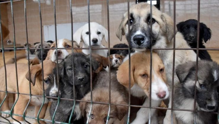 Kütahya’da ‘Sahte Sahiplendirme’ ile Köpekler Geri Salınıyor