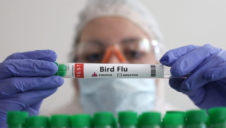 Svalbard’da H5N5 Tespitleri