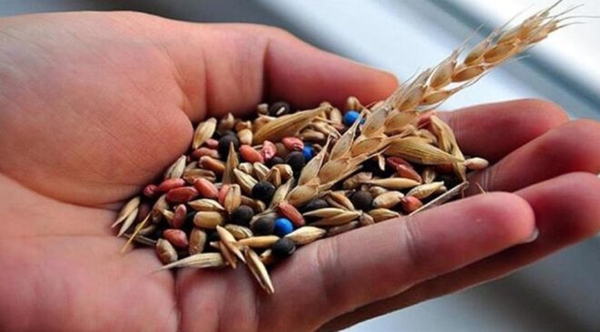 Türkiye’ye 39 Yeni Yerli Tohum Çeşidi