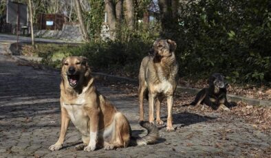 Yenikapı’daki Köpek Saldırısında İdarelere Tazminat Kararı