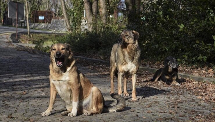 Yenikapı’daki Köpek Saldırısında İdarelere Tazminat Kararı