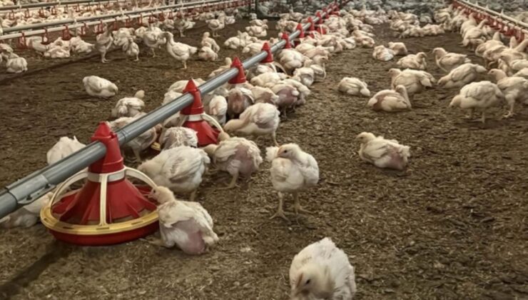 FAO Raporu: Küresel Et Tüketimi ve Etkileri