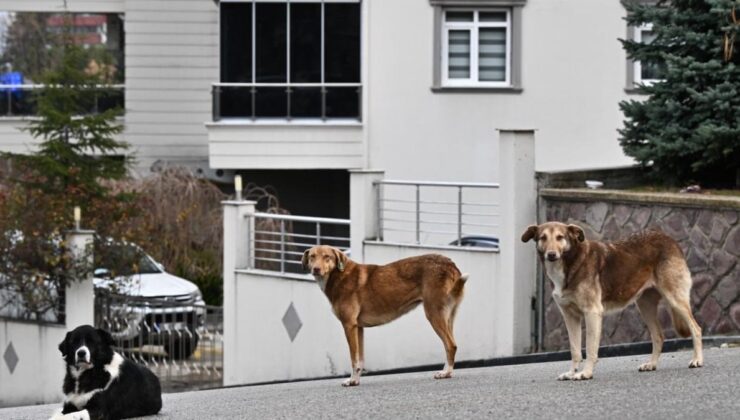 Sokak Köpekleri Sorunu ve Kanun Teklifleri