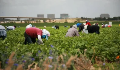 Üreticinin Feryadı Arşa Yükseldi: Tarımda Alarm Zilleri Artık Susturulamaz