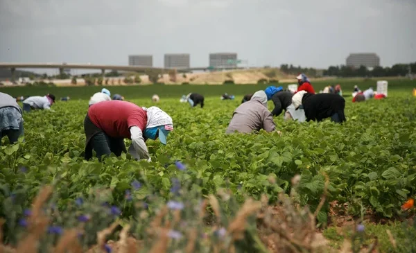 Üreticinin Feryadı Arşa Yükseldi: Tarımda Alarm Zilleri Artık Susturulamaz