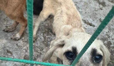 Gemlik’te Barınak Krizi Büyüyor: “Başkanın Sözü Mü Geçerli, Müdürün Sözü Mü?”
