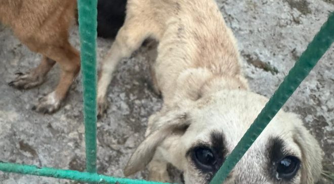 Gemlik’te Barınak Krizi Büyüyor: “Başkanın Sözü Mü Geçerli, Müdürün Sözü Mü?”