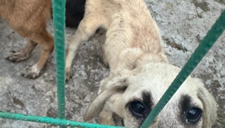 Gemlik’te Barınak Krizi Büyüyor: “Başkanın Sözü Mü Geçerli, Müdürün Sözü Mü?”